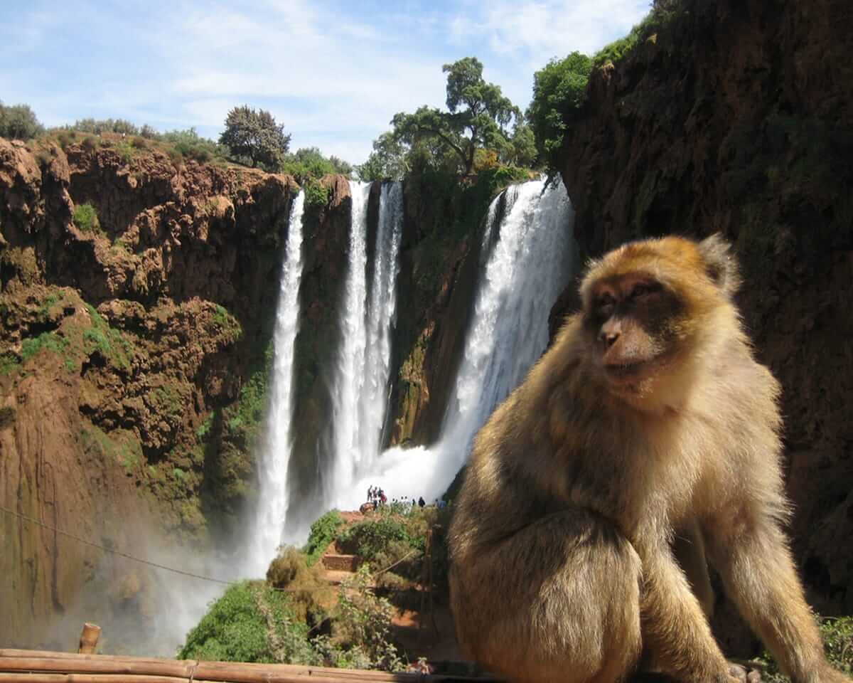 Day Trip from Marrakech to Ouzoud Waterfalls